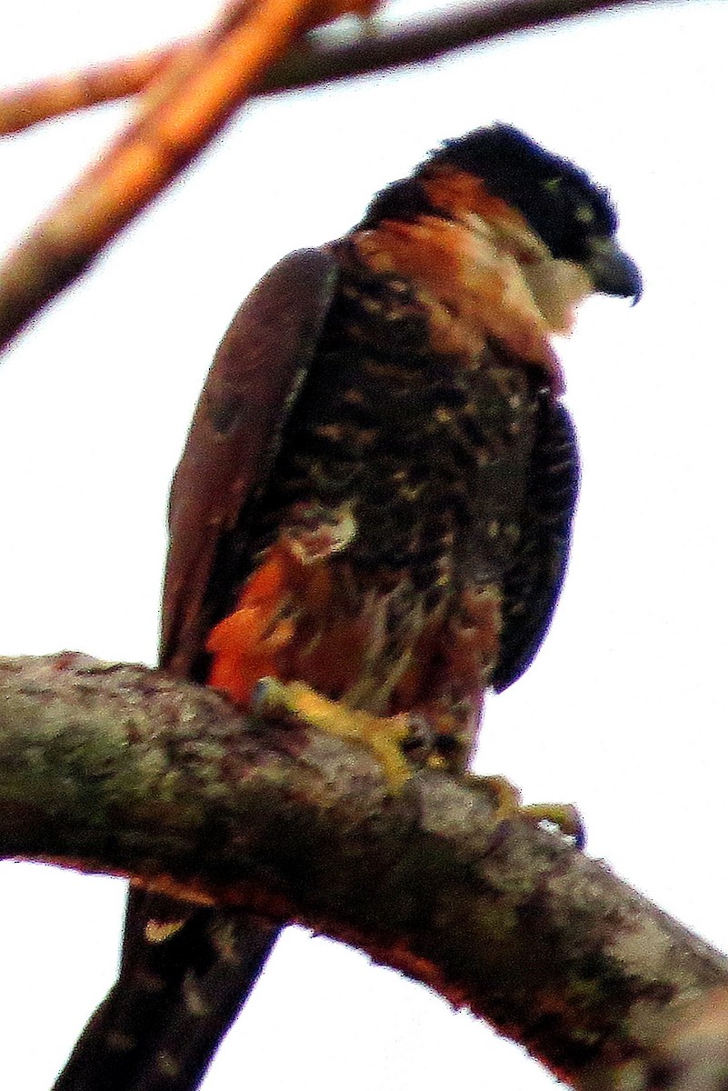 Orange-breasted Falcon - ML626829240