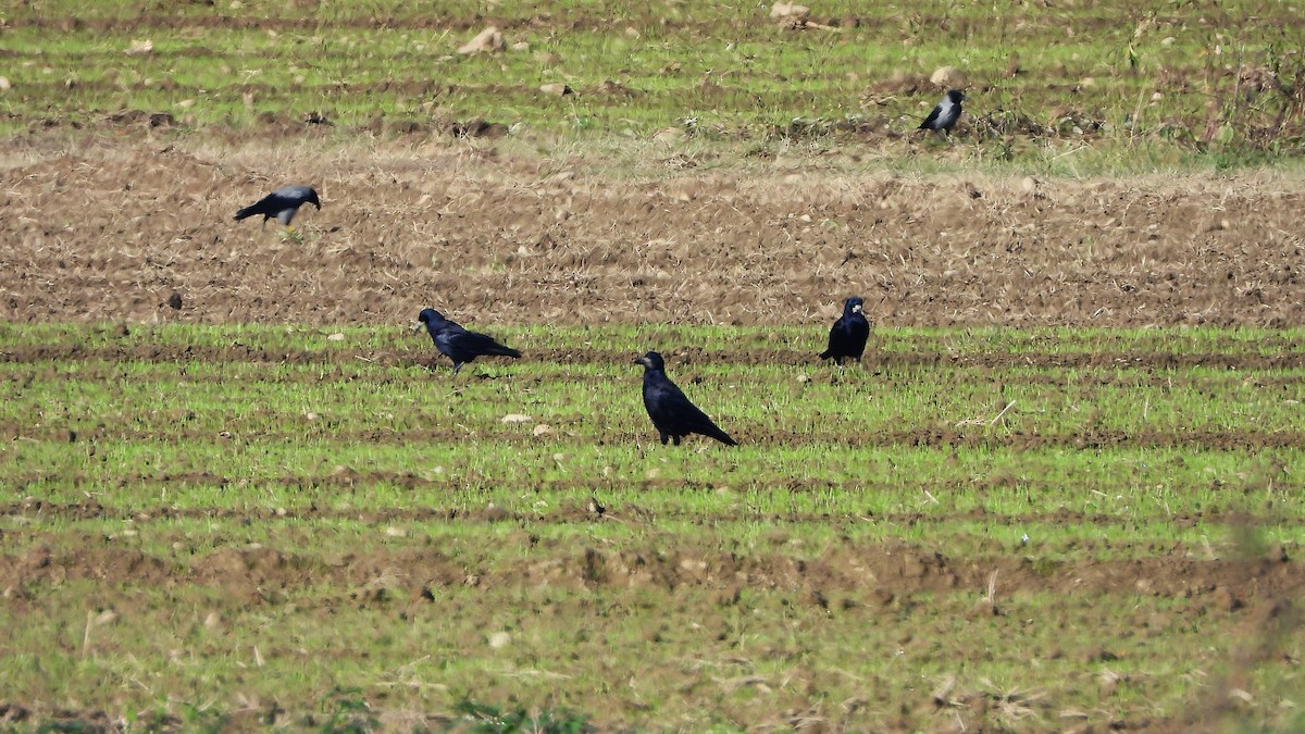 Rook - ML626829322