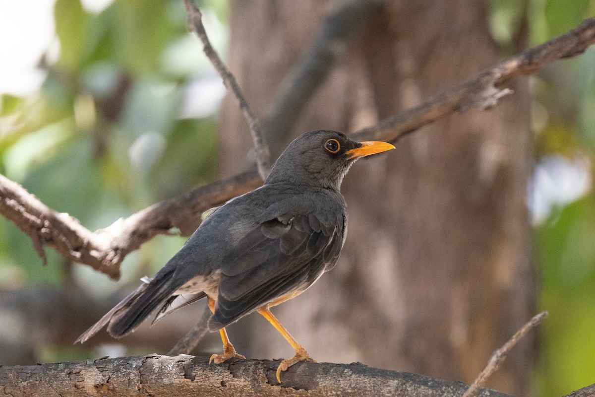 Abyssinian Thrush - ML626829330