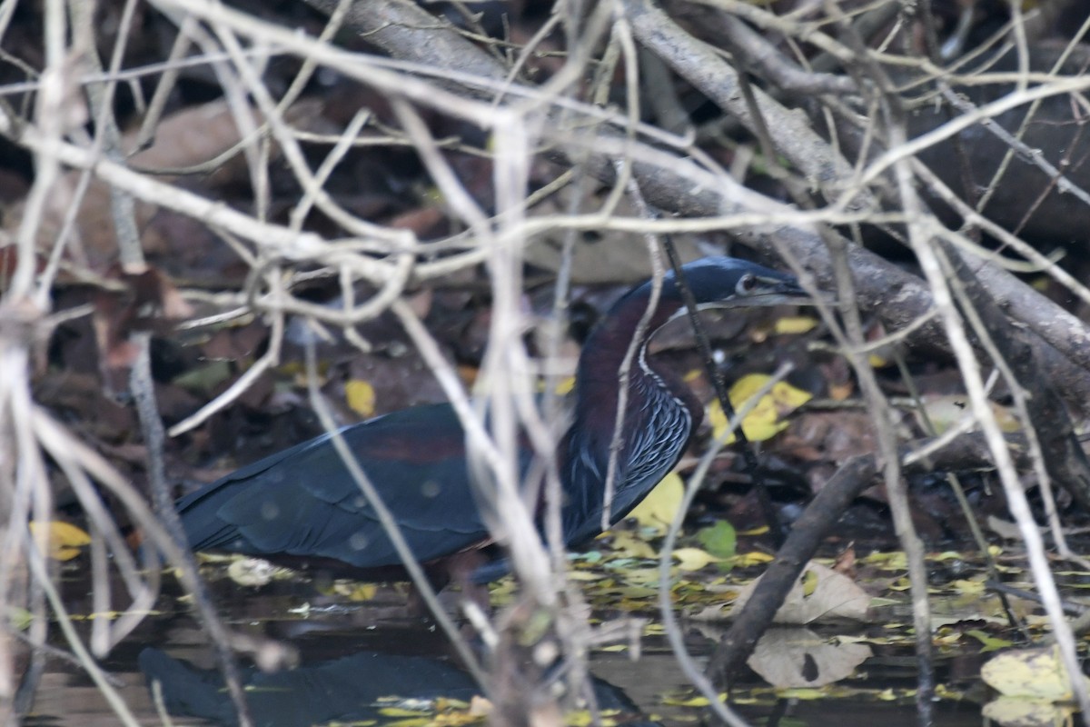 Agami Heron - ML626829346