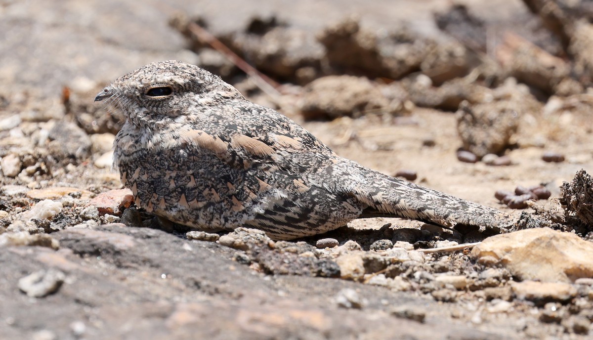 Pygmy Nightjar - ML626829374