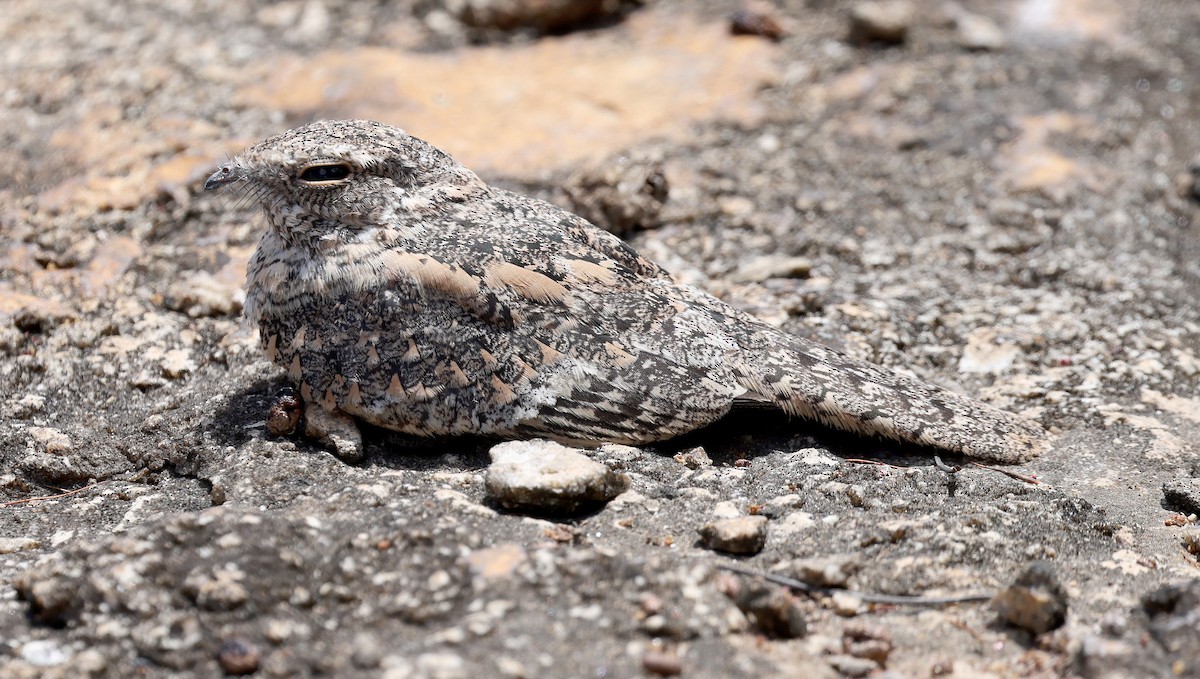 Pygmy Nightjar - ML626829375