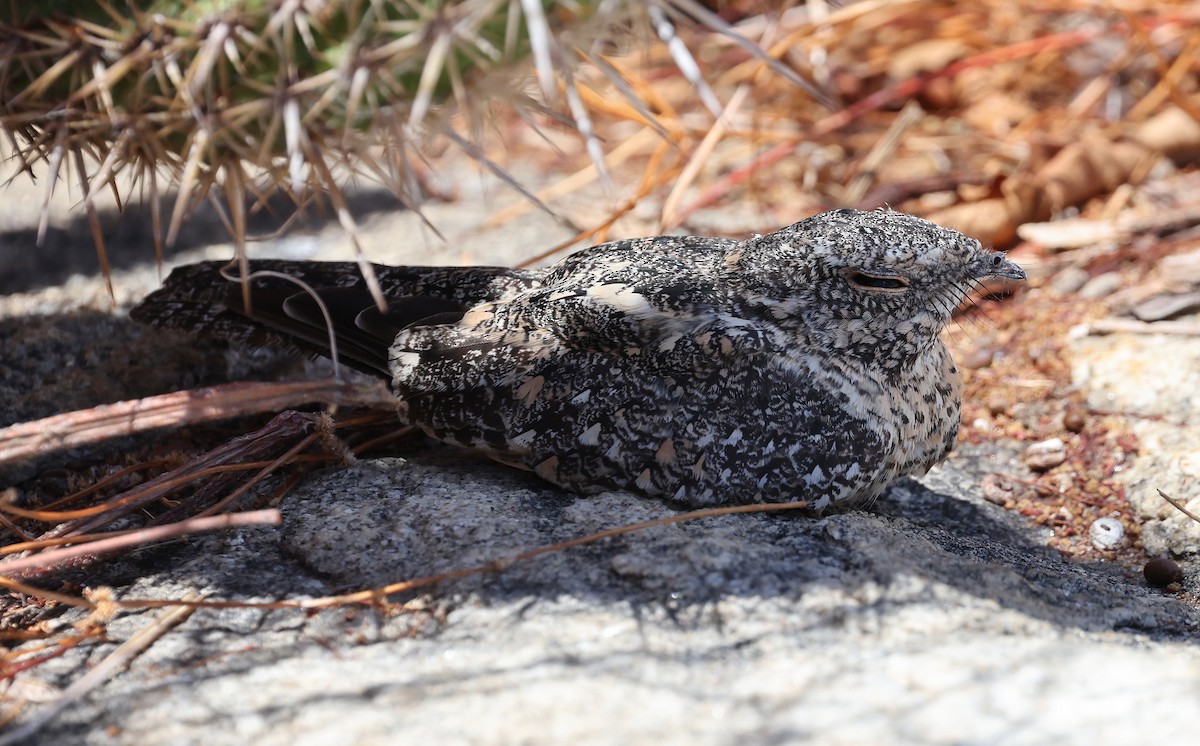 Pygmy Nightjar - ML626829376