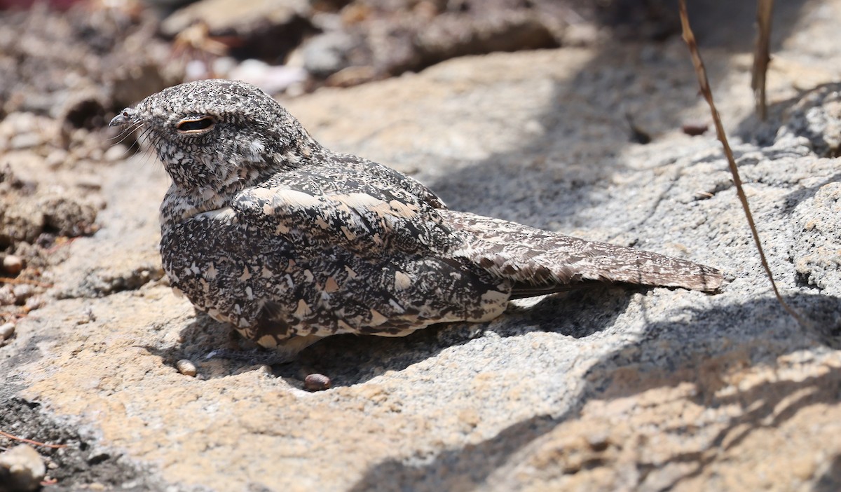 Pygmy Nightjar - ML626829377