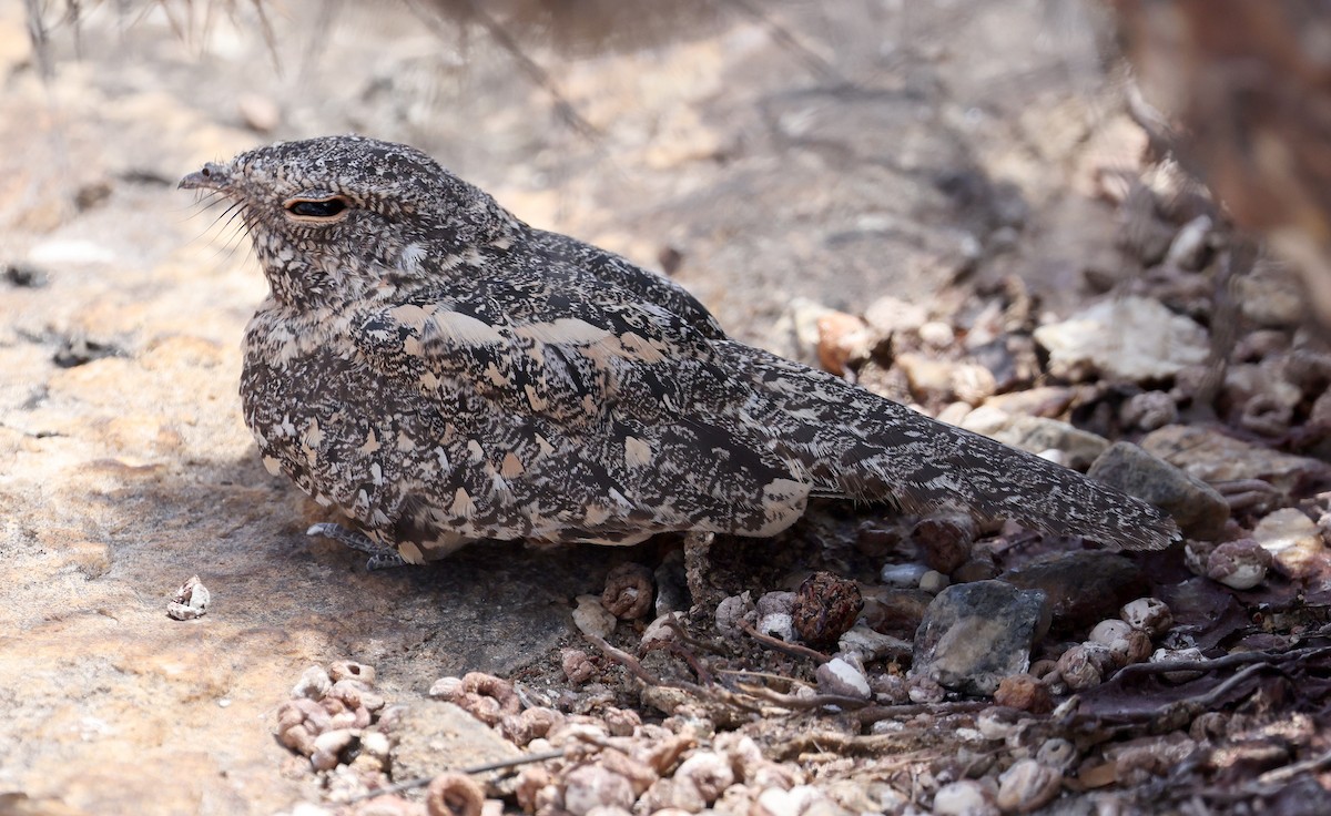 Pygmy Nightjar - ML626829378