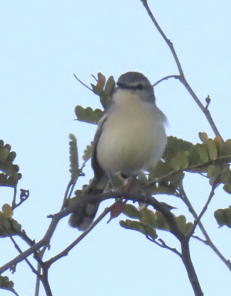 Bahia Wagtail-Tyrant - ML626829386