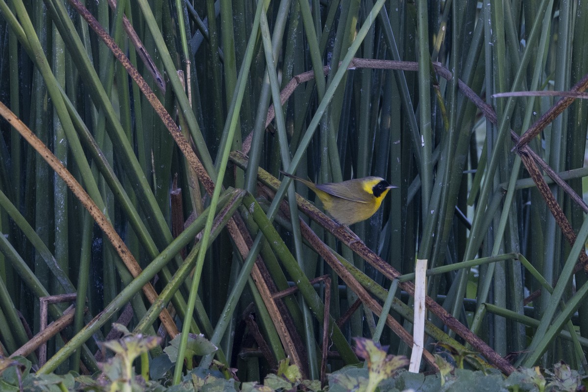 Belding's Yellowthroat - ML626829391