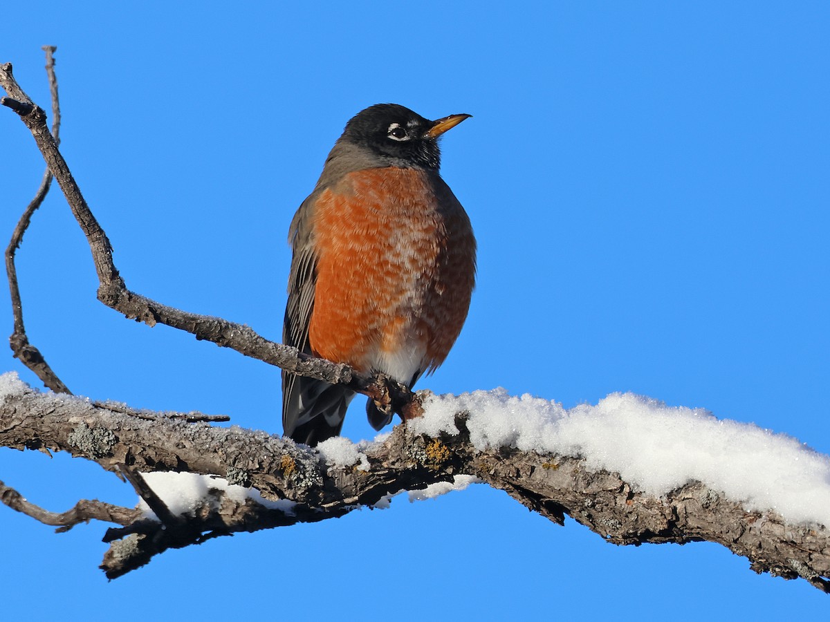 American Robin - ML626829395
