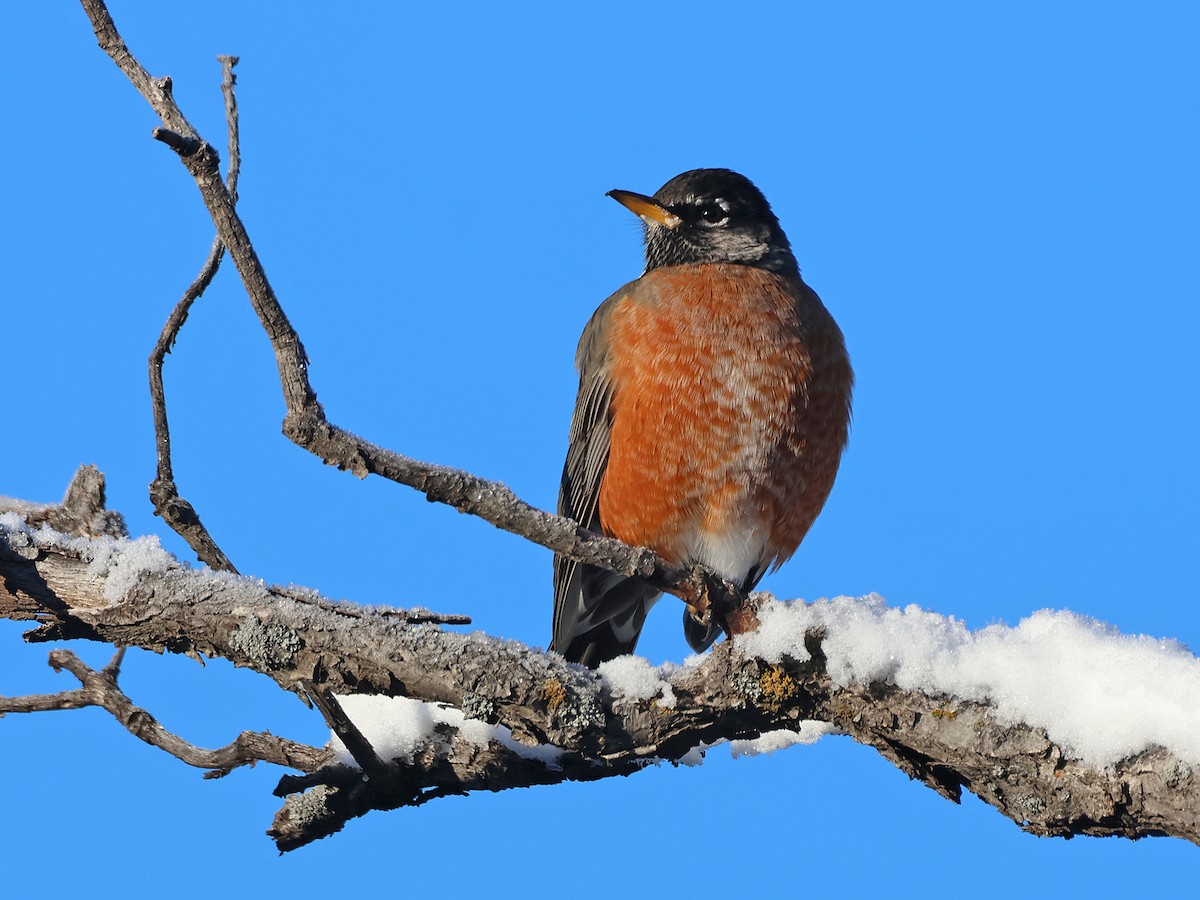 American Robin - ML626829396