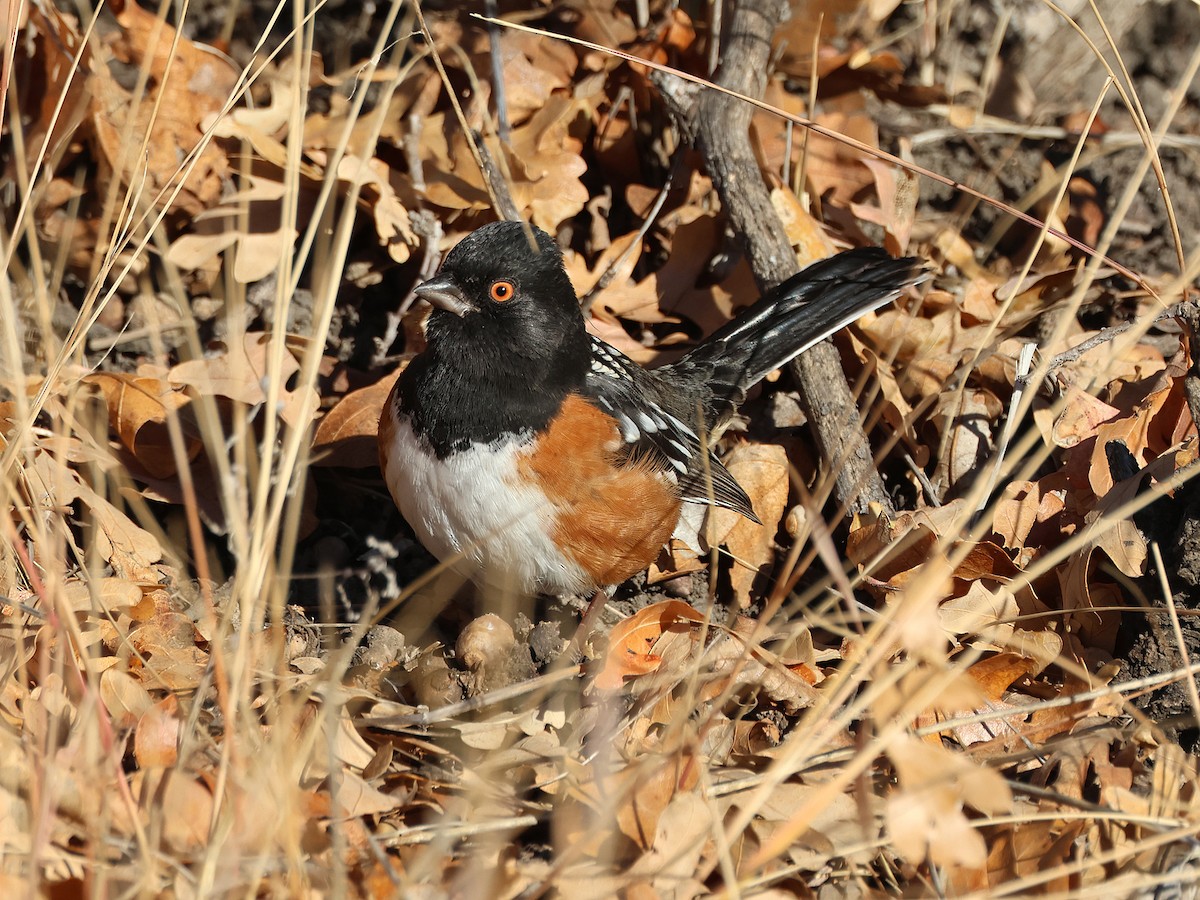 Spotted Towhee (maculatus Group) - ML626829411