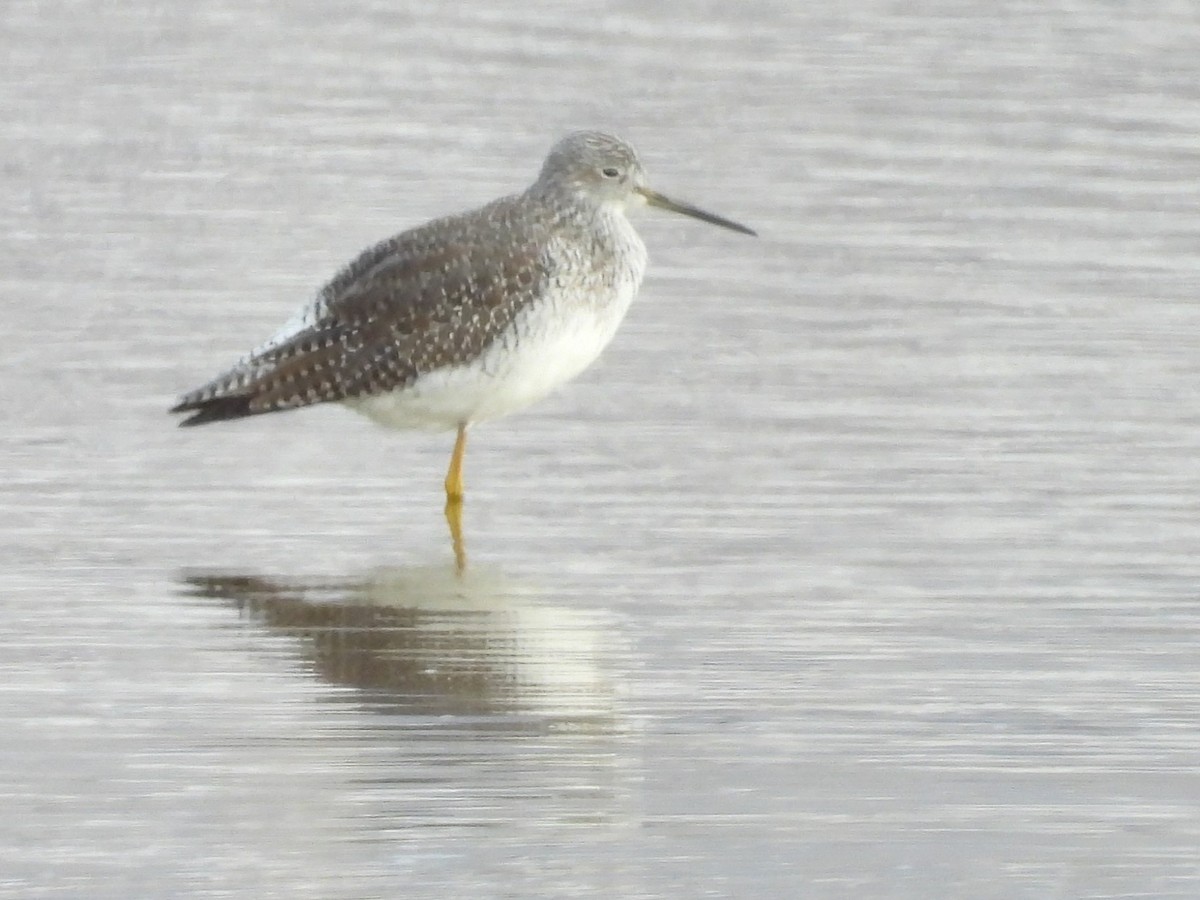 Lesser/Greater Yellowlegs - ML626829479