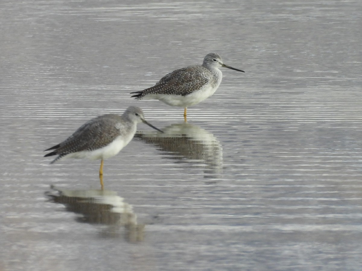 Lesser/Greater Yellowlegs - ML626829480