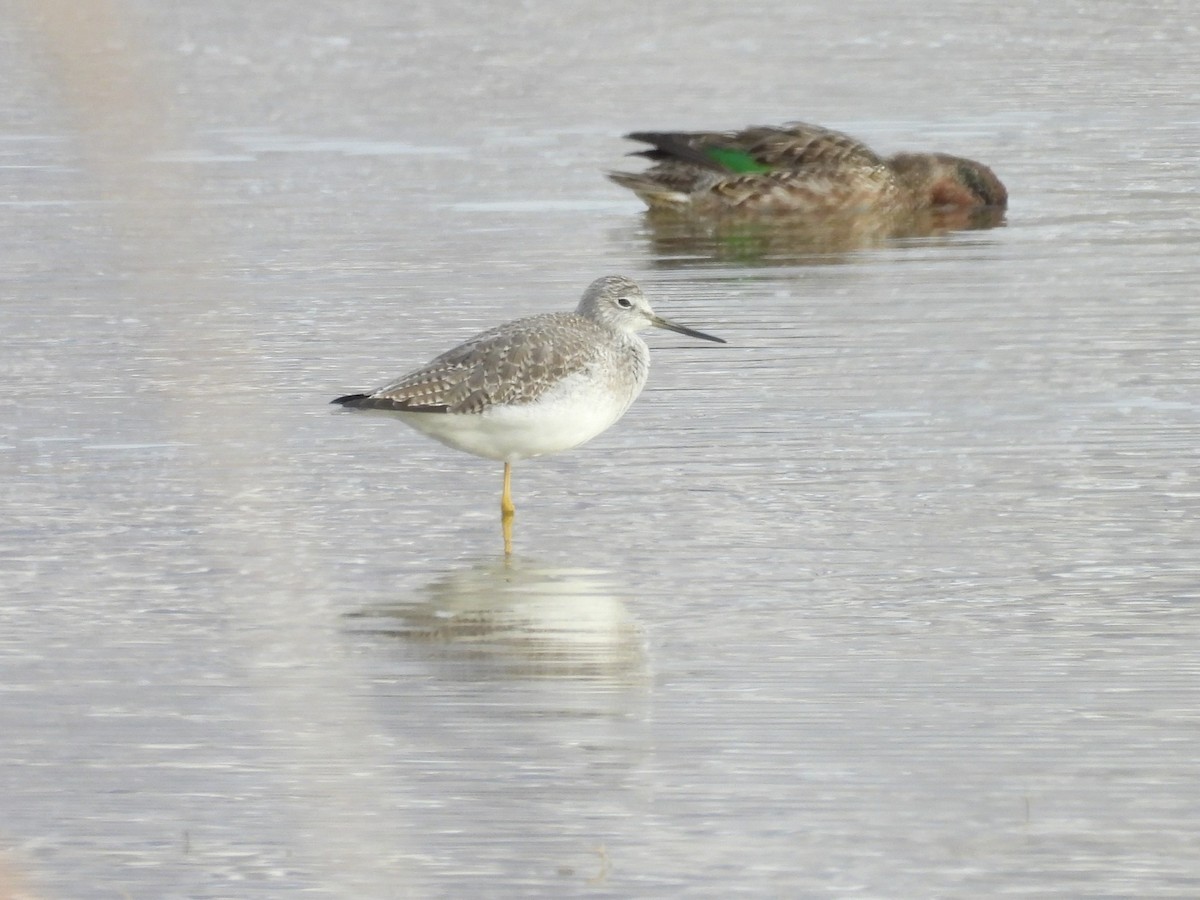 Lesser/Greater Yellowlegs - ML626829481