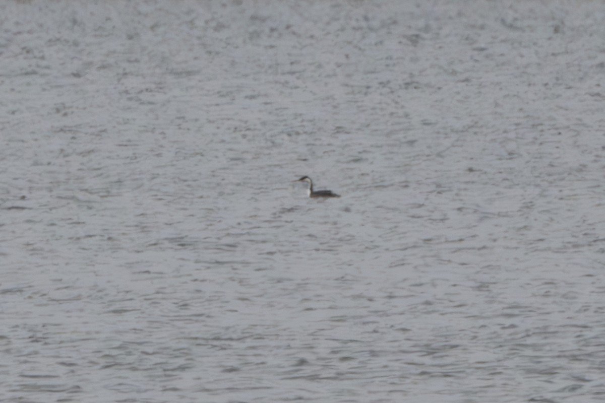 Western Grebe - ML626829520