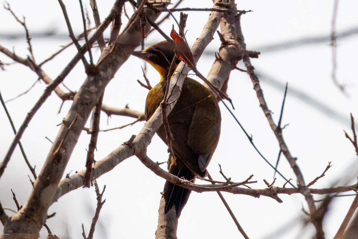 Golden-green Woodpecker (Golden-green) - ML626829628