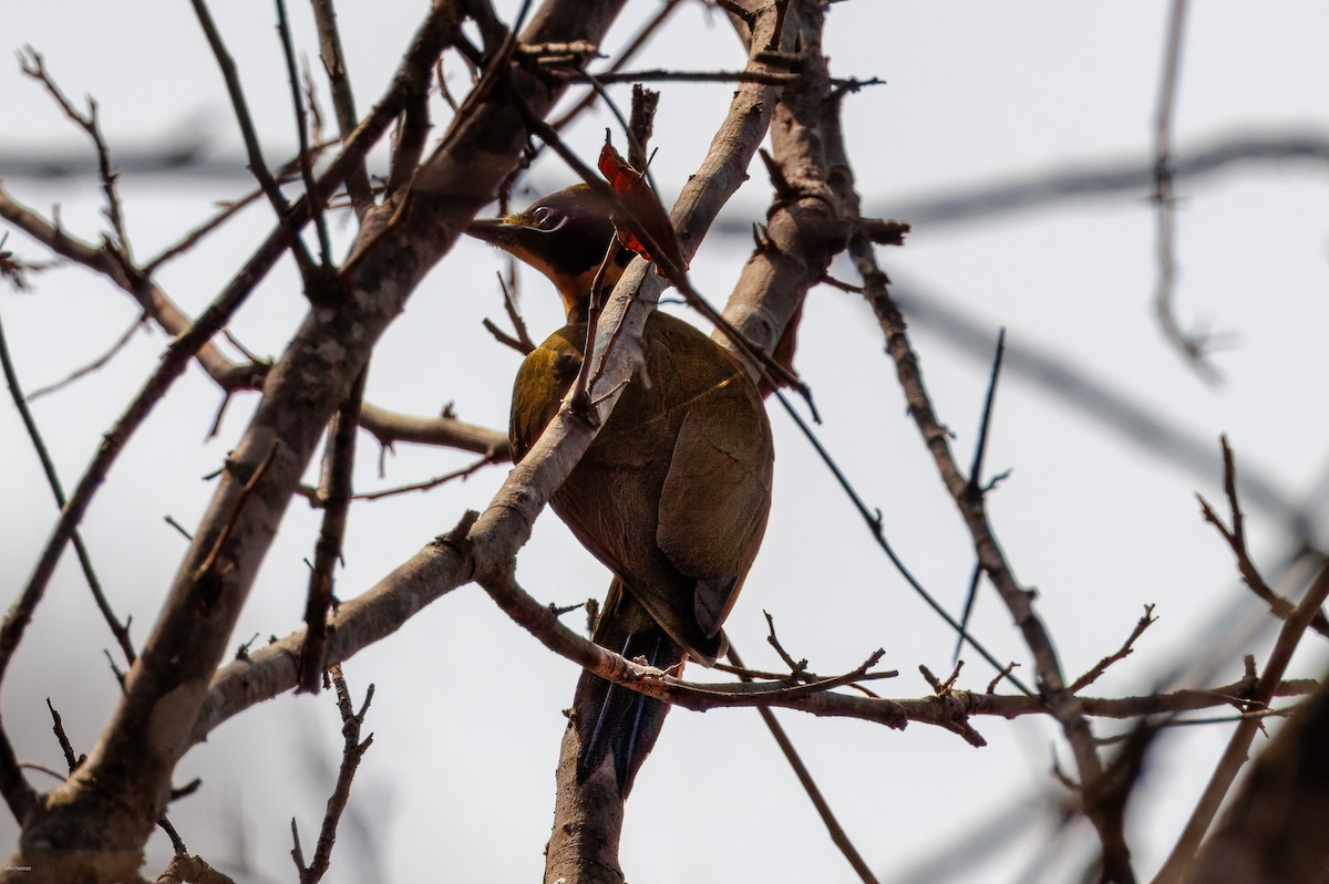 Golden-green Woodpecker (Golden-green) - ML626829629