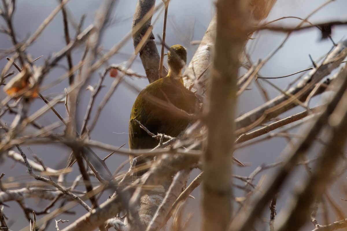 Golden-green Woodpecker (Golden-green) - ML626829631