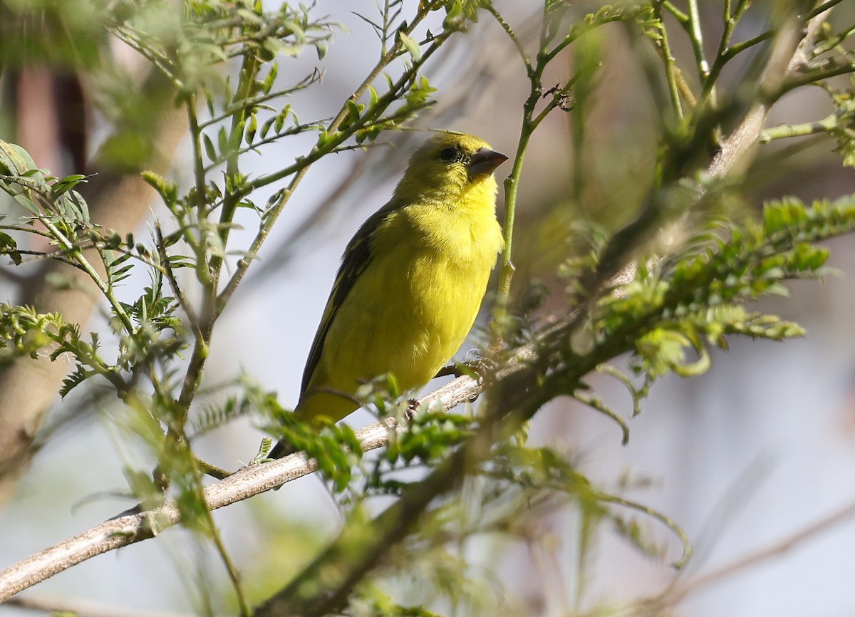 Yellow-faced Siskin - ML626829769