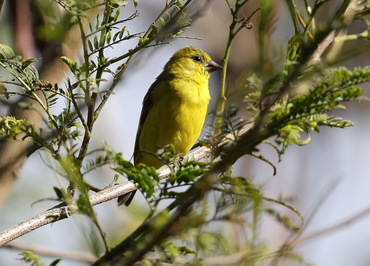 Yellow-faced Siskin - ML626829770