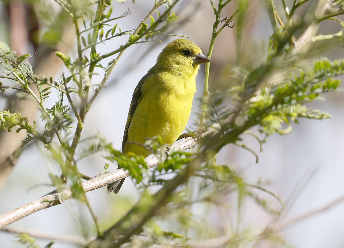 Yellow-faced Siskin - ML626829771
