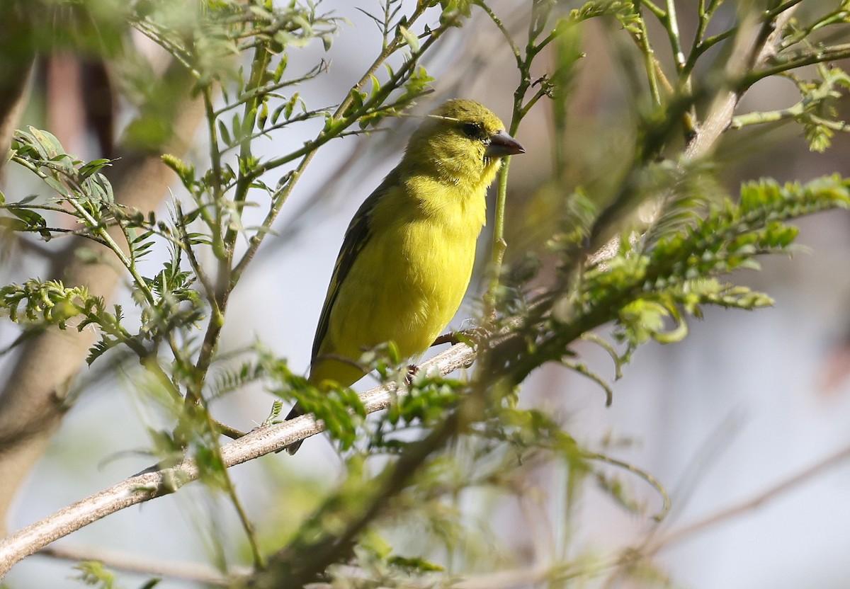 Yellow-faced Siskin - ML626829772