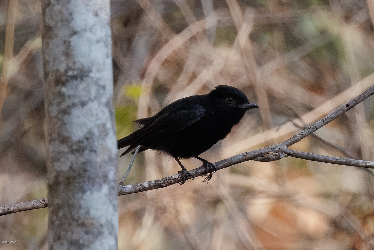 Caatinga Black-Tyrant - ML626829784