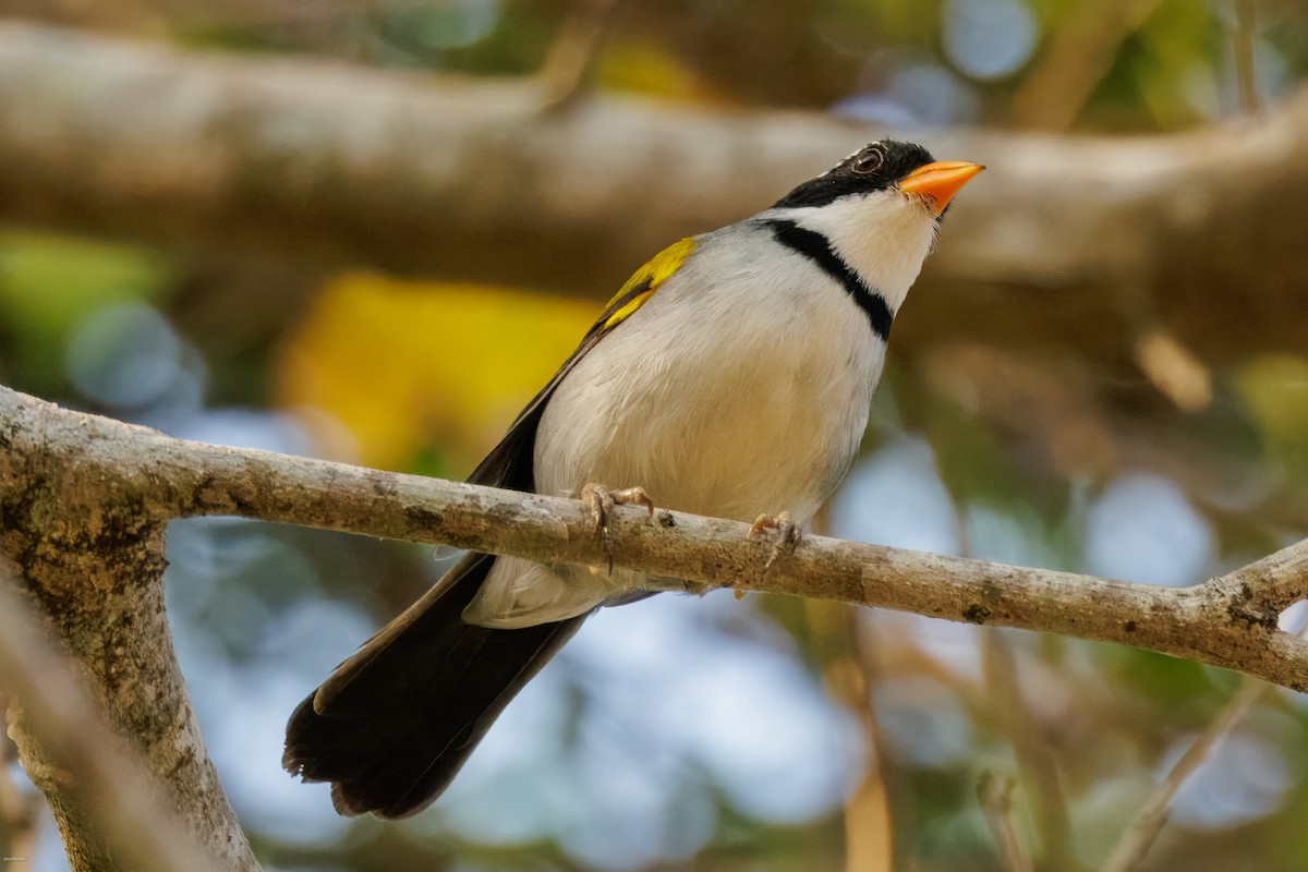 Saffron-billed Sparrow (Saffron-billed) - ML626829857