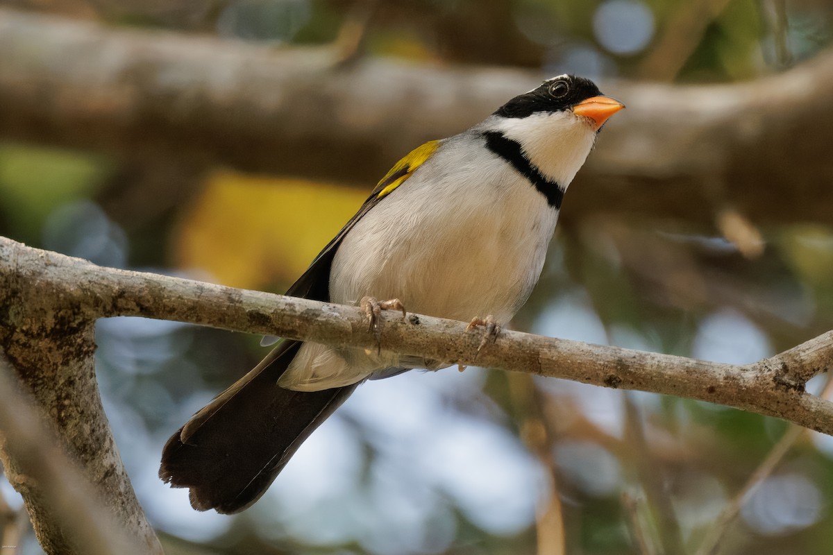 Saffron-billed Sparrow (Saffron-billed) - ML626829858