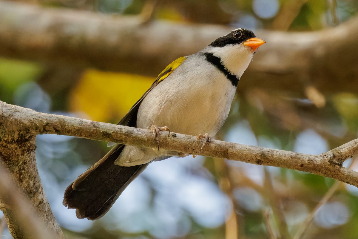 Saffron-billed Sparrow (Saffron-billed) - ML626829859