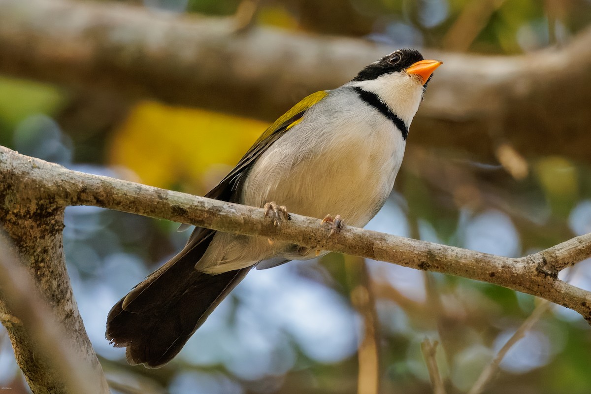 Saffron-billed Sparrow (Saffron-billed) - ML626829860