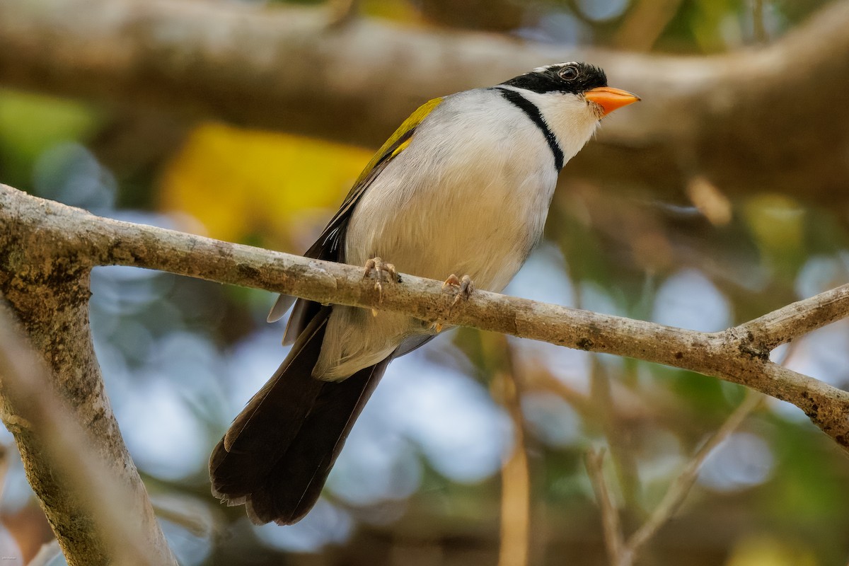 Saffron-billed Sparrow (Saffron-billed) - ML626829861