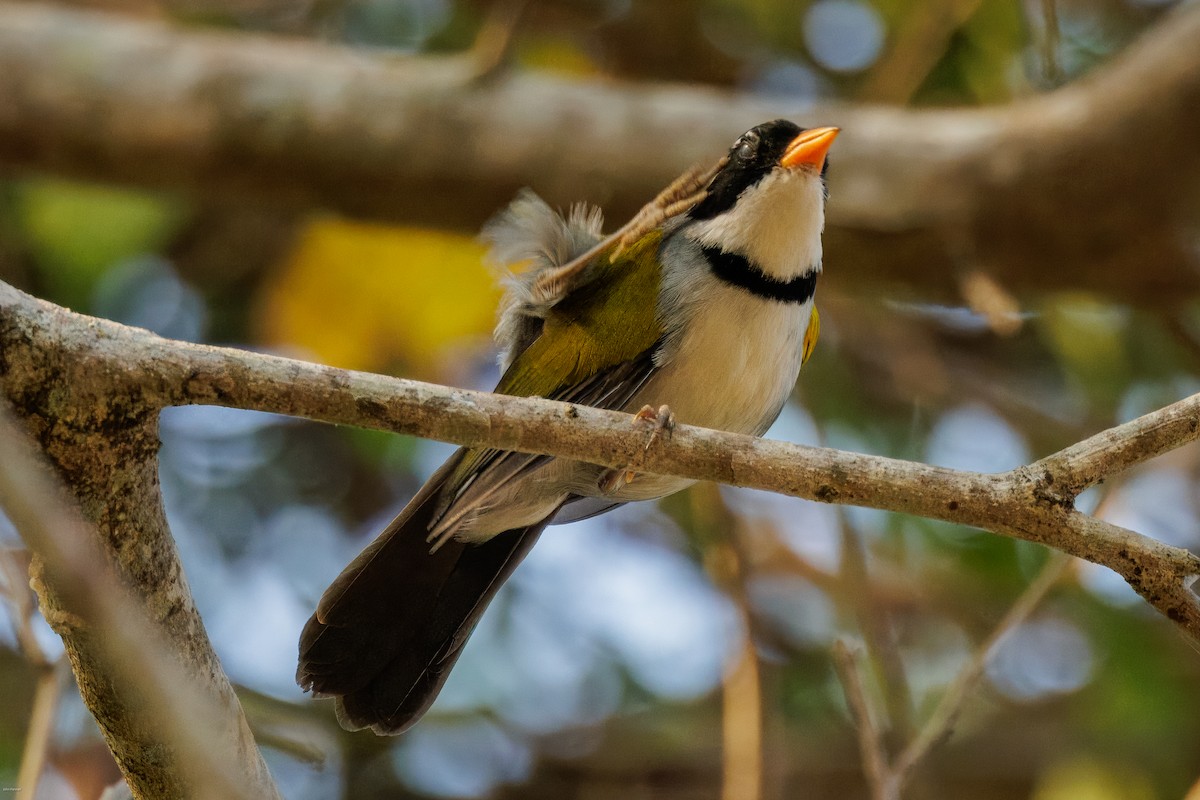 Saffron-billed Sparrow (Saffron-billed) - ML626829863