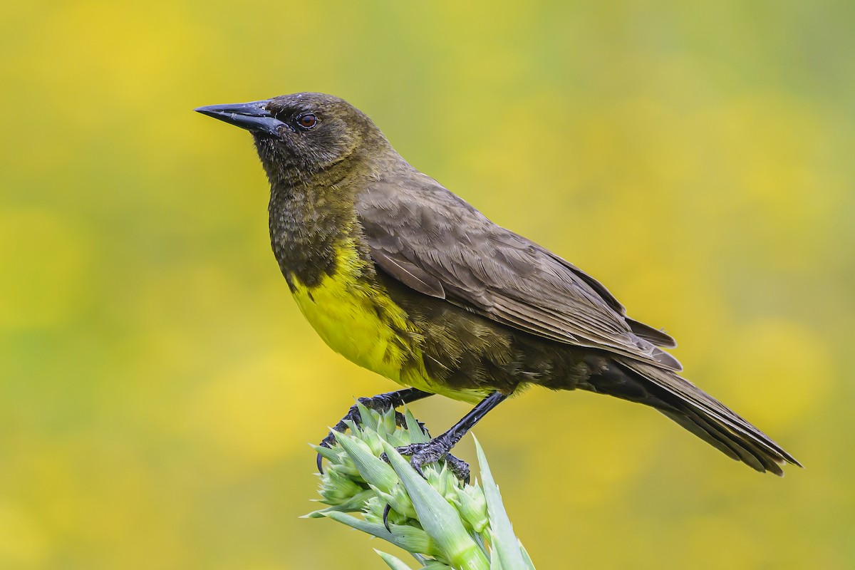 Brown-and-yellow Marshbird - ML626830114