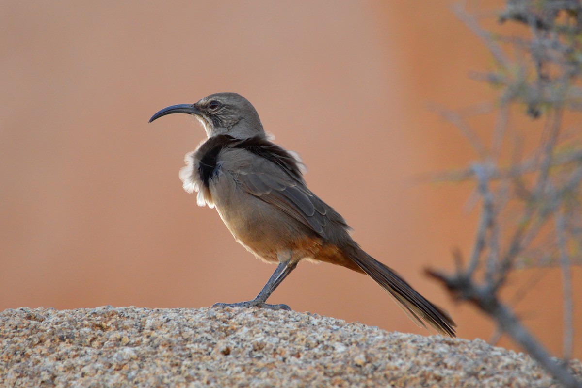 California Thrasher - Remco Steggerda