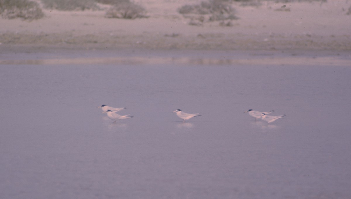 Little Tern - ML626830512