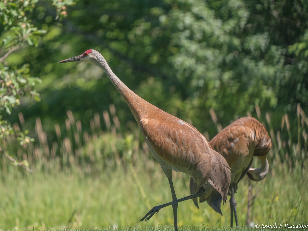 Sandhill Crane - Joseph Pescatore