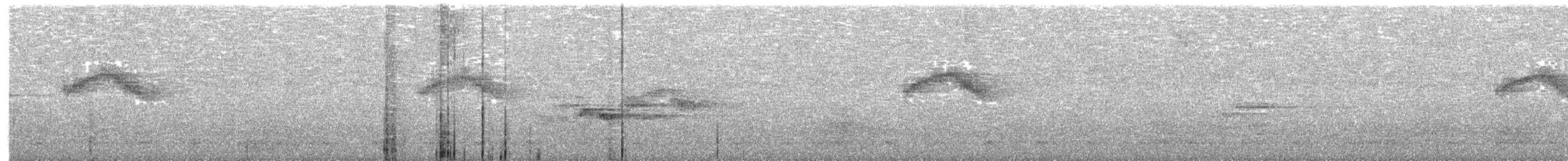 White-tailed Tyrannulet - ML626830742