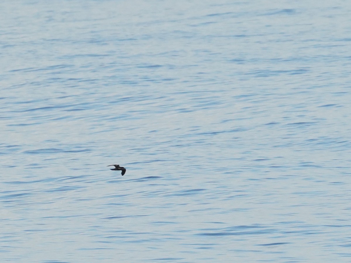 アメリカクロウミツバメ - ML626830919