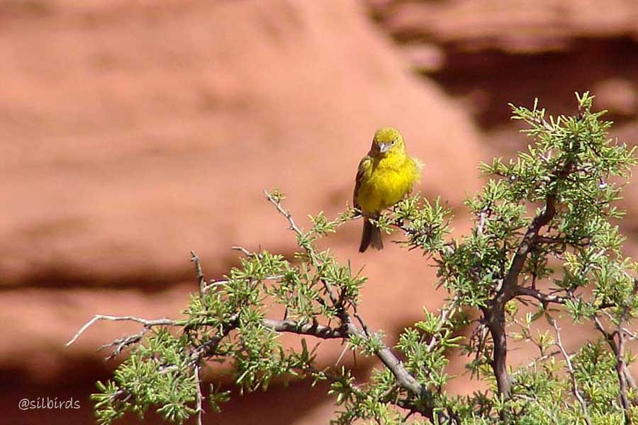 Monte Yellow-Finch - ML626830924