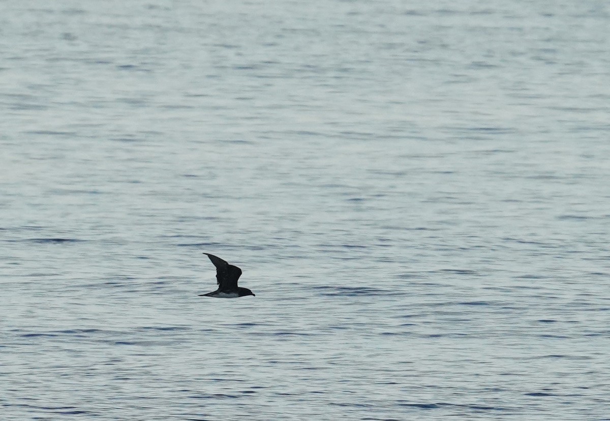 セグロシロハラミズナギドリ - ML626830931