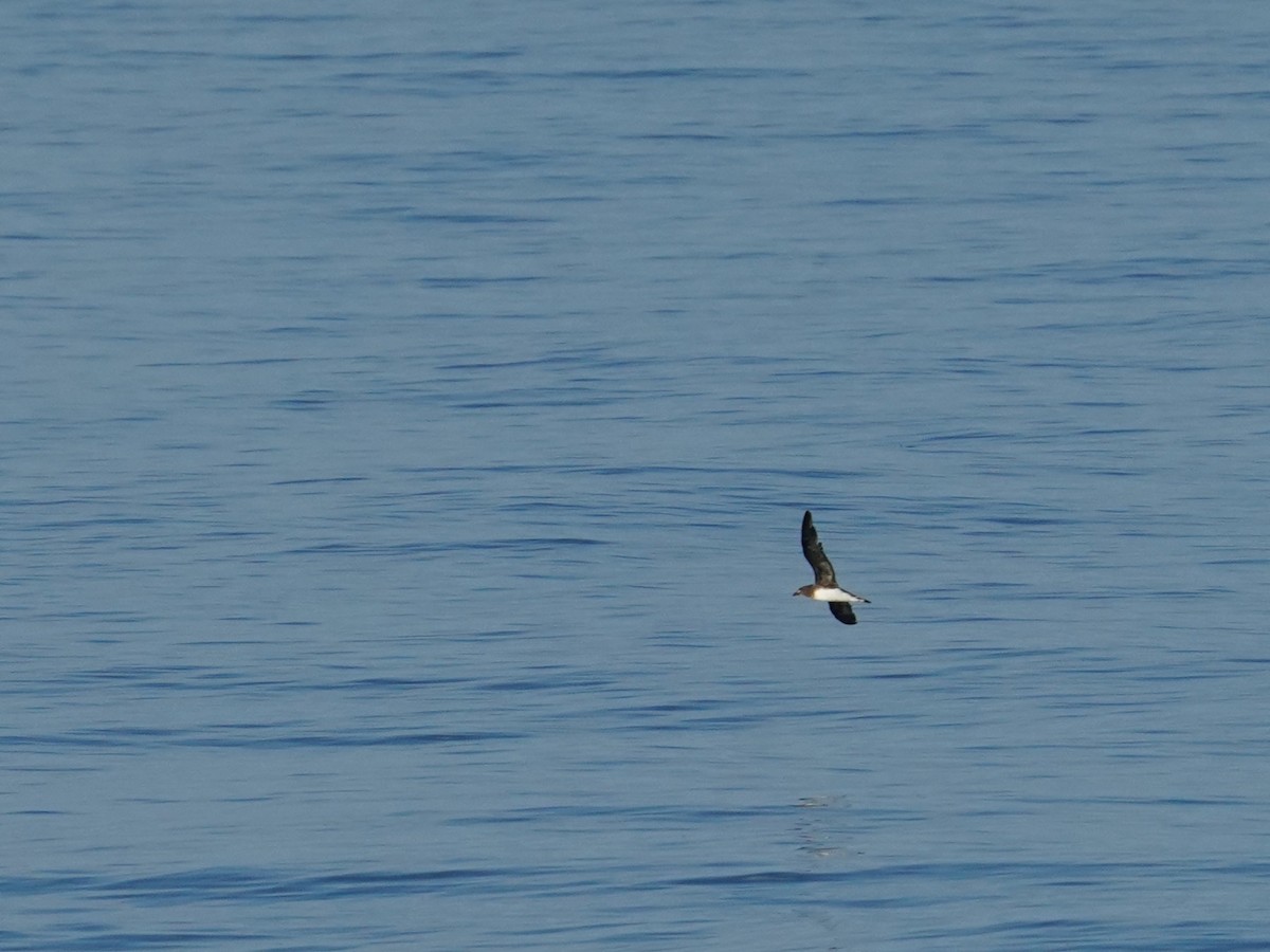 セグロシロハラミズナギドリ - ML626830942