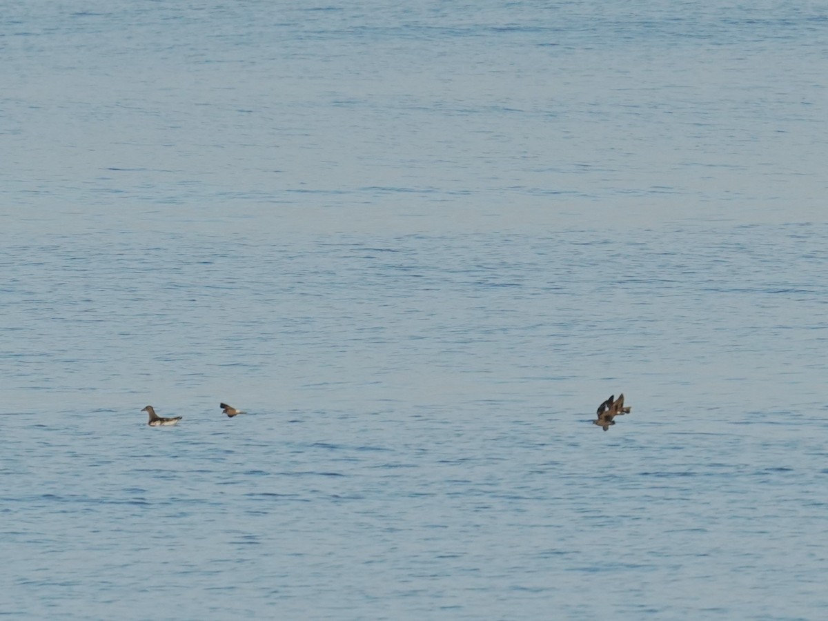 コシジロウミツバメ - ML626831000