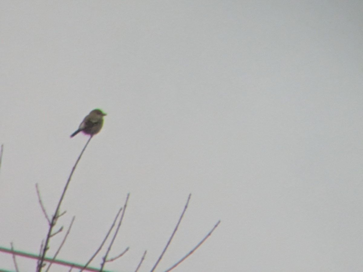 ťuhýk severní - ML626831037