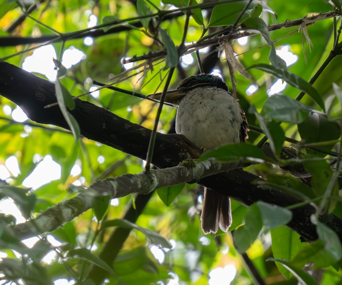 Hook-billed Kingfisher - ML626831188