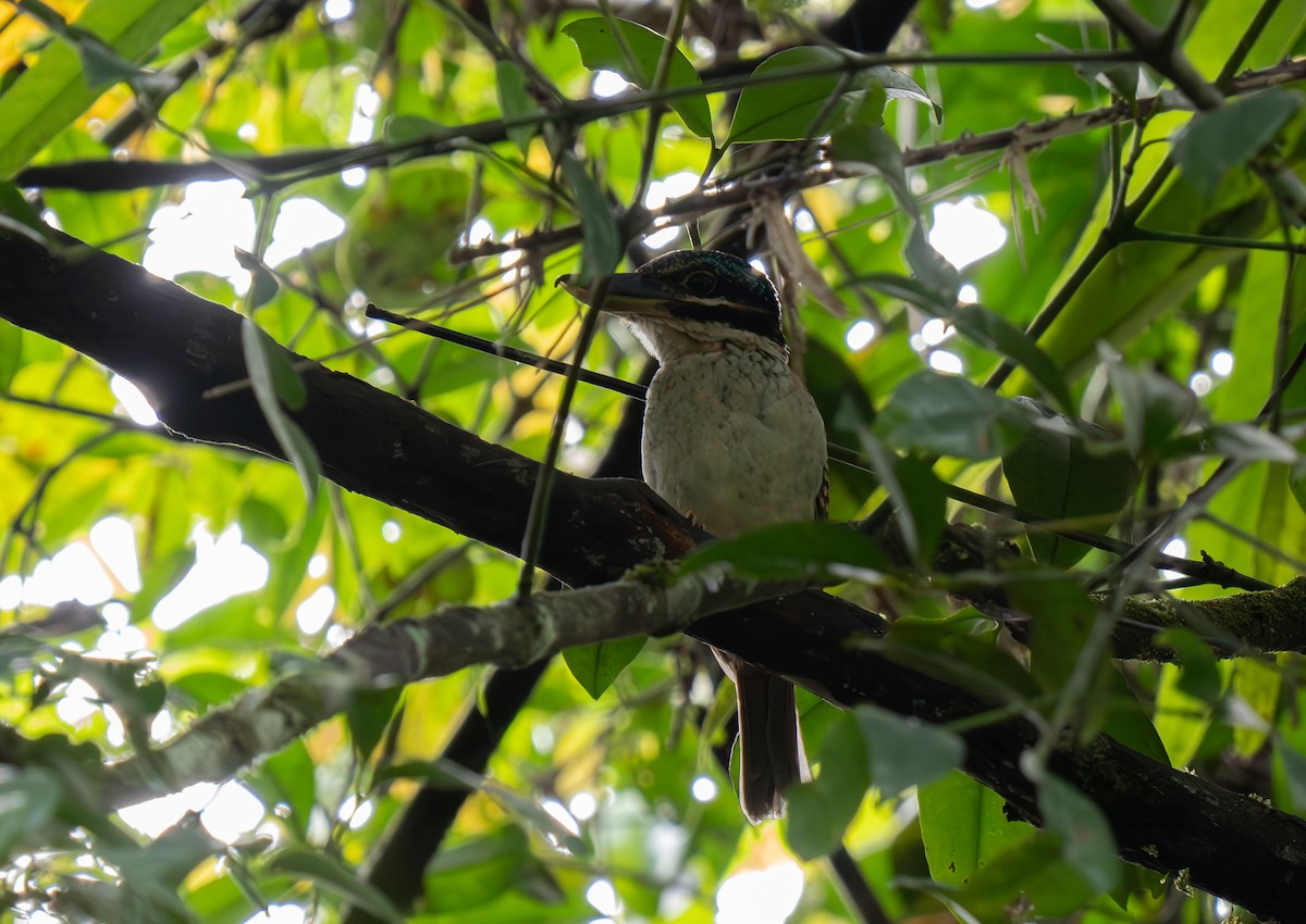 Hook-billed Kingfisher - ML626831189