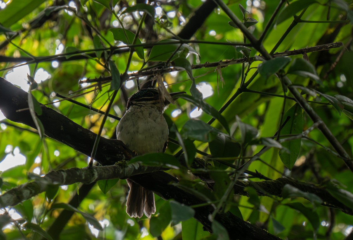 Hook-billed Kingfisher - ML626831190