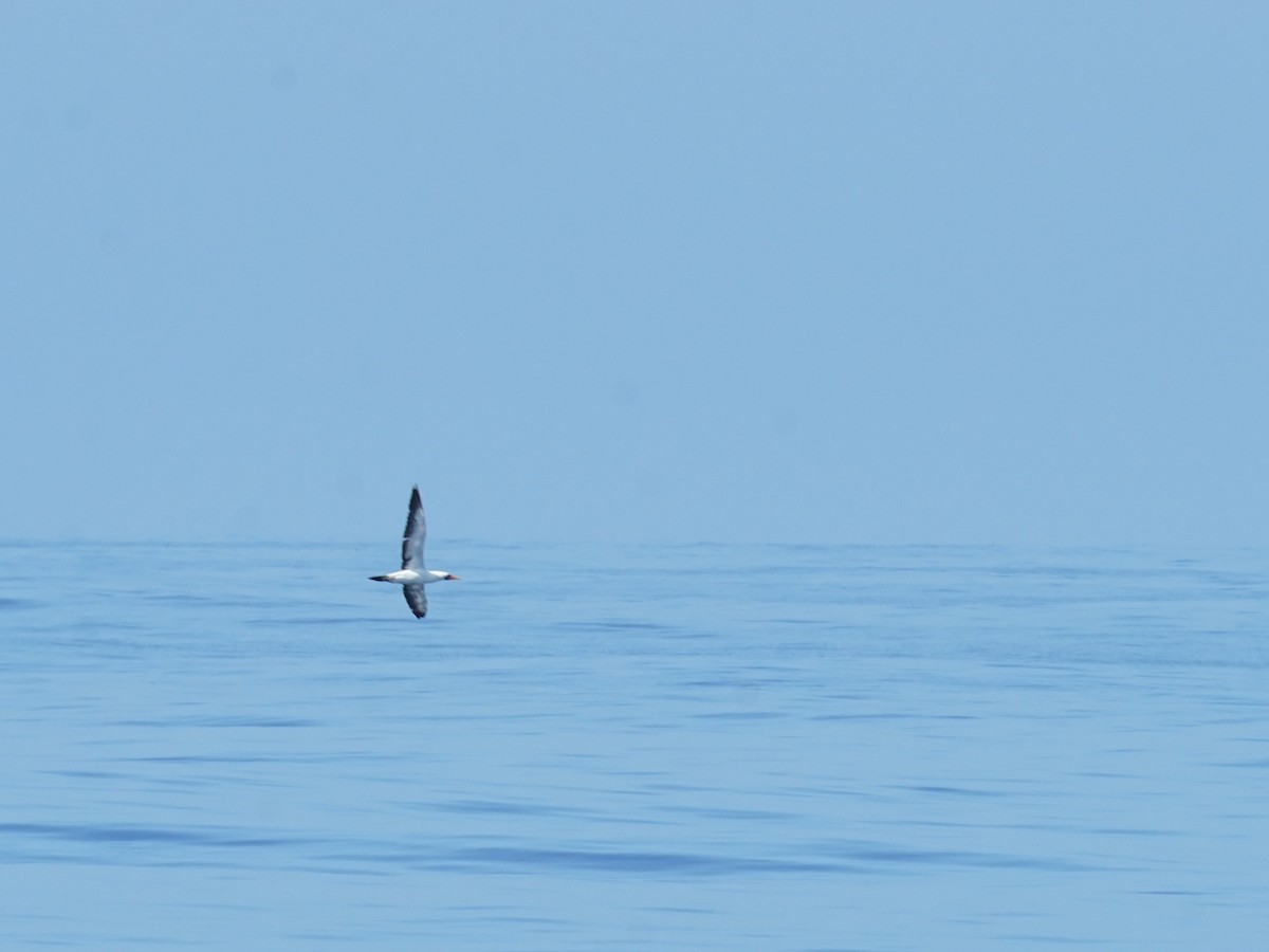 ナスカカツオドリ - ML626831193