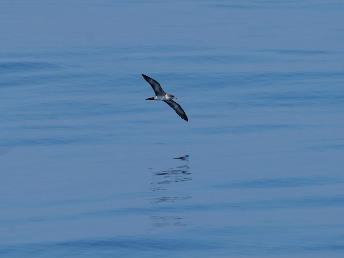 オナガミズナギドリ - ML626831270