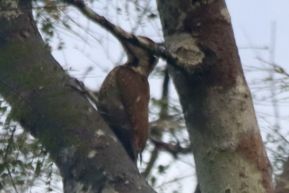Melancholy Woodpecker - ML626831305