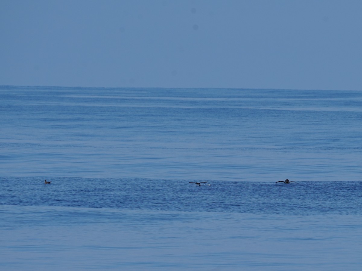 セグロシロハラミズナギドリ - ML626831358